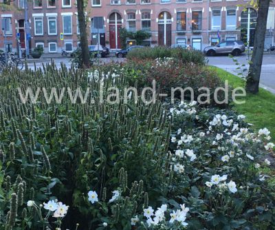 beplantingsplan Audrey Coert Landmade Schermlaan Rotterdam 4